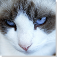 blue eyed cat